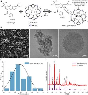 Toxicological Impact and in Vivo Tracing of Rhodamine Functionalised ZIF-8 Nanoparticles